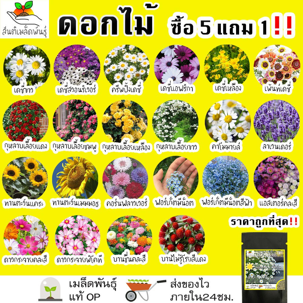 10 อันดับ เมล็ดพันธุ์ดอกไม้ ทานตะวันแคระ ที่ขายดีที่สุดใน Shopee ปี 2568